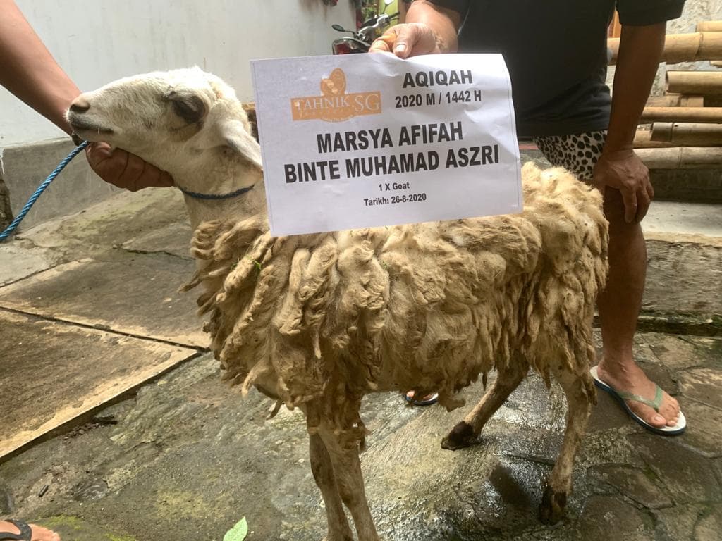 Aqiqah photo proof testimonial