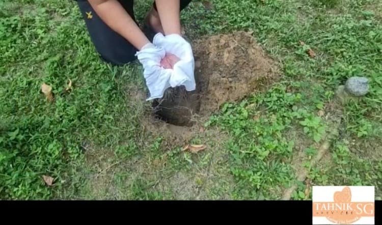 Placenta burial service